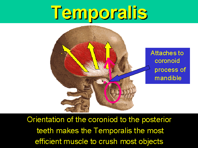 Orientation and Function of the Temporalis