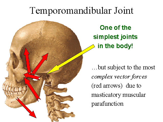 Skeleton tmj The Importance